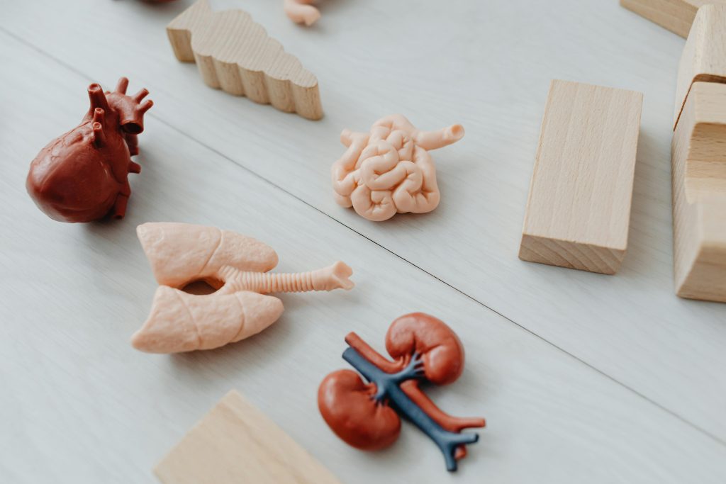 Picture of toy organs including a set of kidneys
